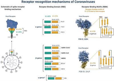 SARS-CoV-2: Recent Variants and Clinical Efficacy of Antibody-Based Therapy